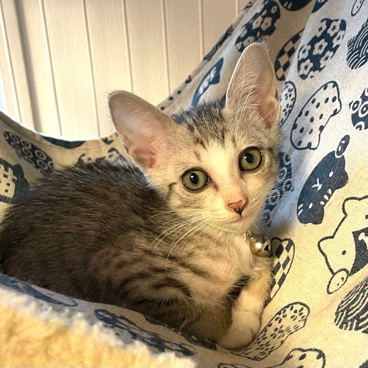 5e4dae4c 3189 4626 9cbf 83e11de292c0 1719705037088