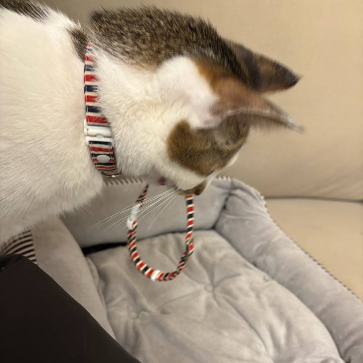 5e4f1419 88e1 4ea8 9ea7 2a77e1d0394e 1770821623070