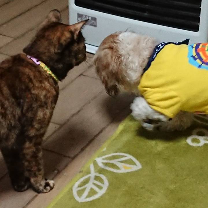 5e4f3c5a d330 4558 80fa b6693063e030 1520263630012