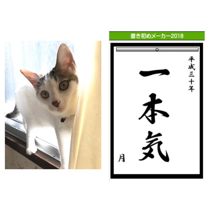 5e4f3c91 166b 4230 b61e b1d5d0930890 1516237032897