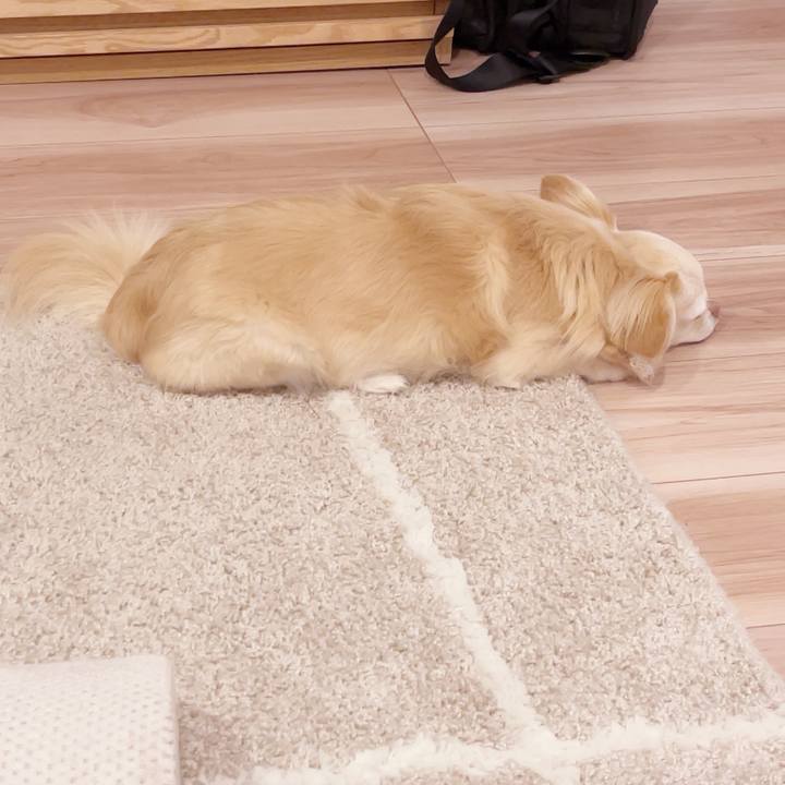 5e51e076 5b9a 4dad 9f22 8831c452da3b 1749389114016