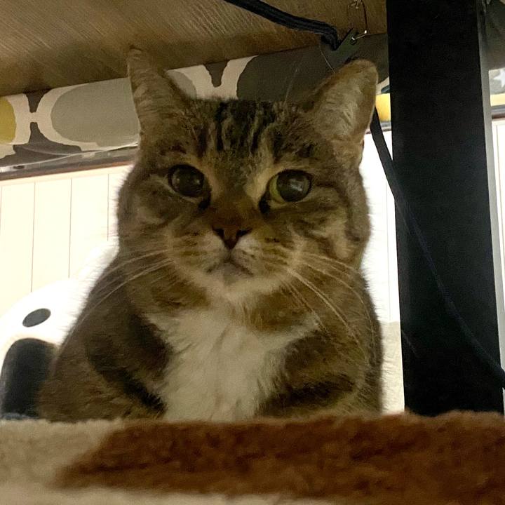 5e52743d 3e06 40e5 adee a0fd4c6f922b 1774435136051