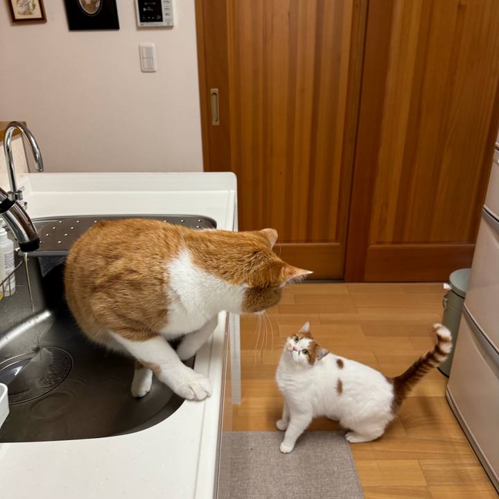 5e52daf2 8ed3 4ccf a6f4 230e9d5ab444 1765408807822