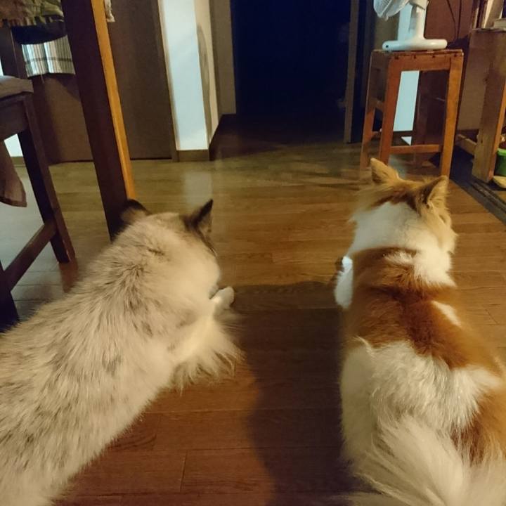 5e54c5e7 623a 4ca4 ad2f d2811f31f57a 1602337626765