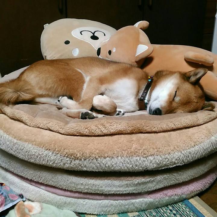 5e550a52 3bce 4137 9a7f 193688cea91f 1542630578471