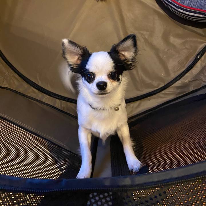 5e55cc16 0b6c 42d2 9b36 1a9dd36647f8 1586597756194