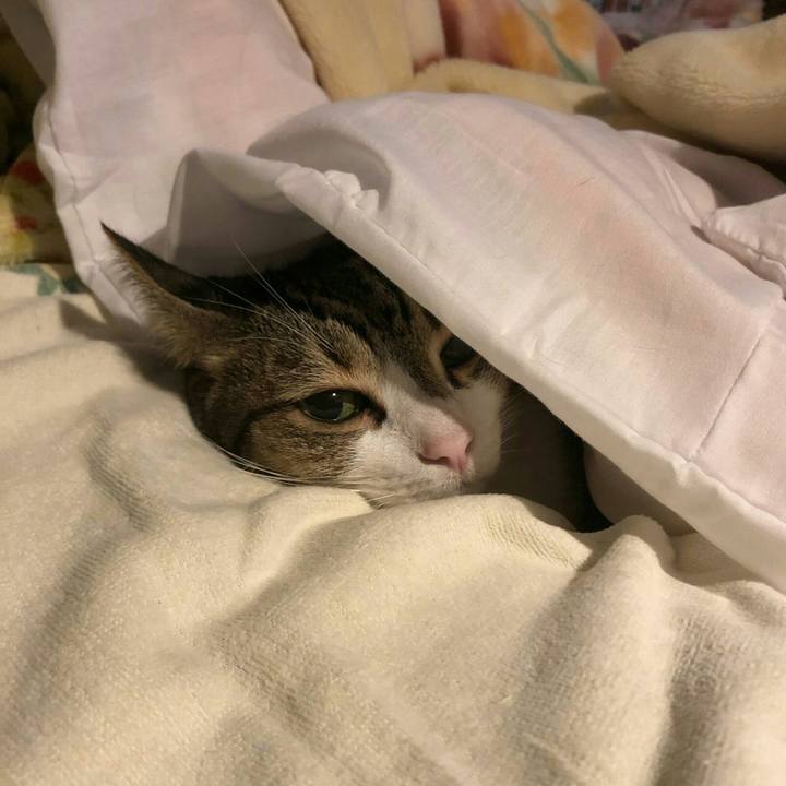 5e5779e4 c3bf 420e 844f 2f159adcb90e 1605249068312