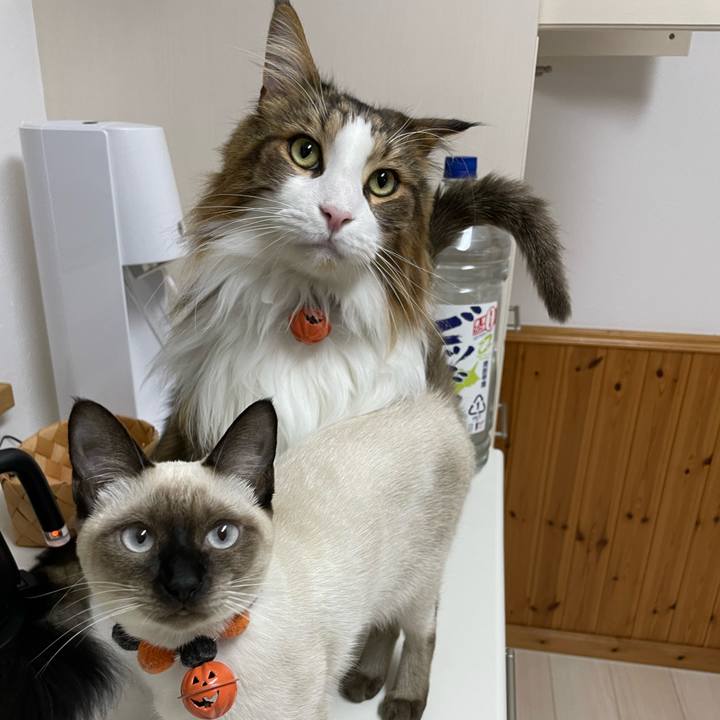 5e578f05 d9dd 4a6b b5aa f4a0ad4ff604 1698089263150