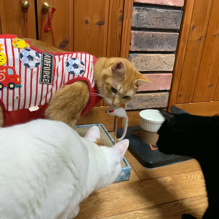 5e5988d1 ddc7 4cce 8fe0 904596f2f9ac 1582284533787