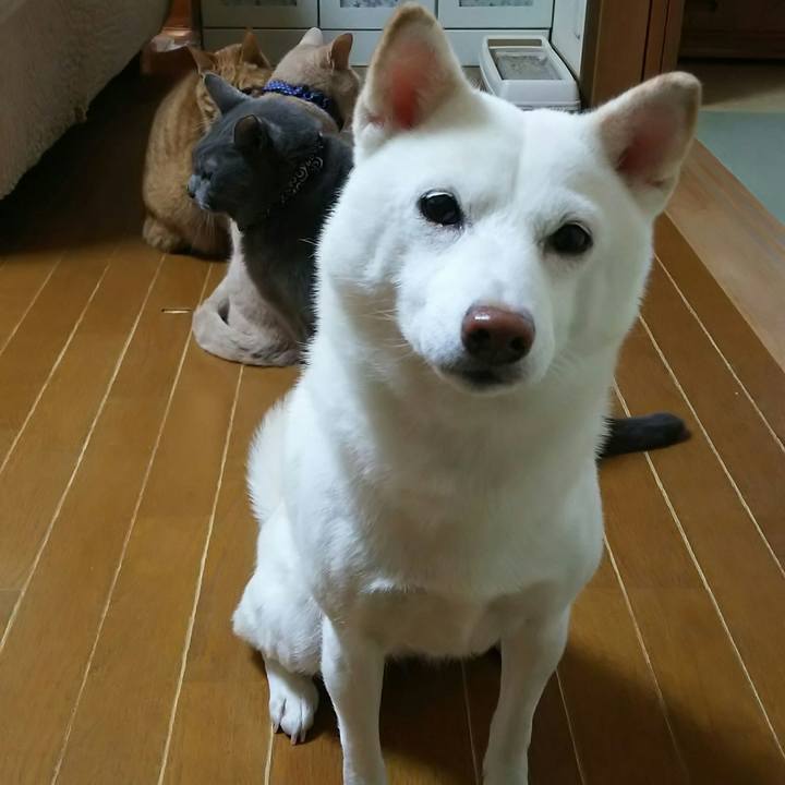 5e599f6e eac6 4deb a4af eb9c118c2688 1576195976492