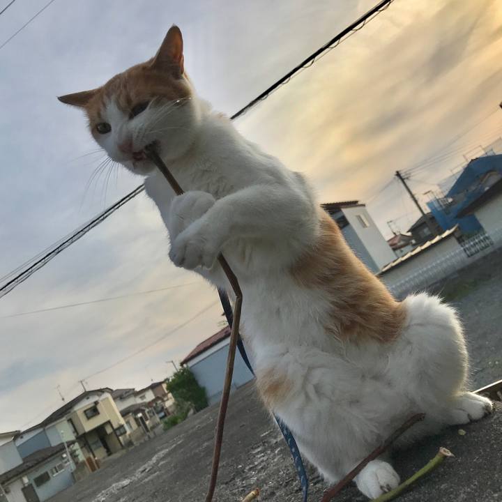 5e5bbebe 64ea 4ec1 becb 742b43d79bc0 1526893720445