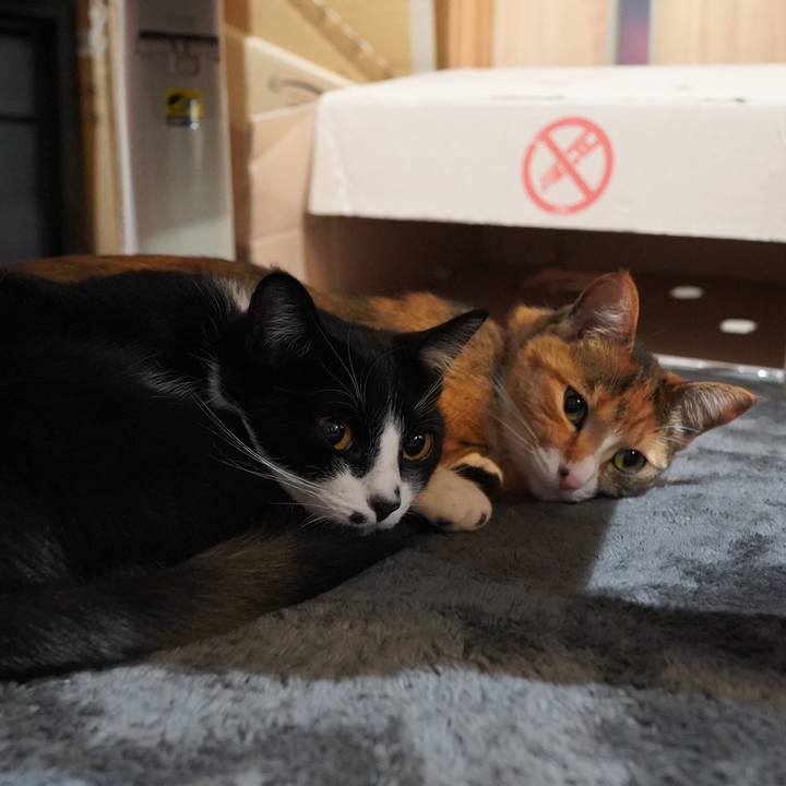 5e6b0e79 fe36 4363 9238 16928fabf2a8 1616204206529