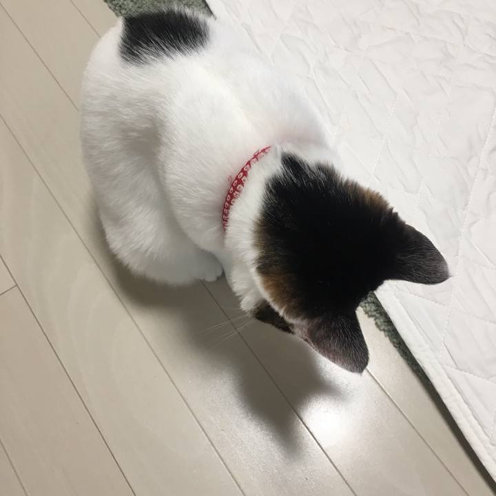 5e6ed97a 5281 4f08 a7e2 ed86ccf78d37 1507810810816