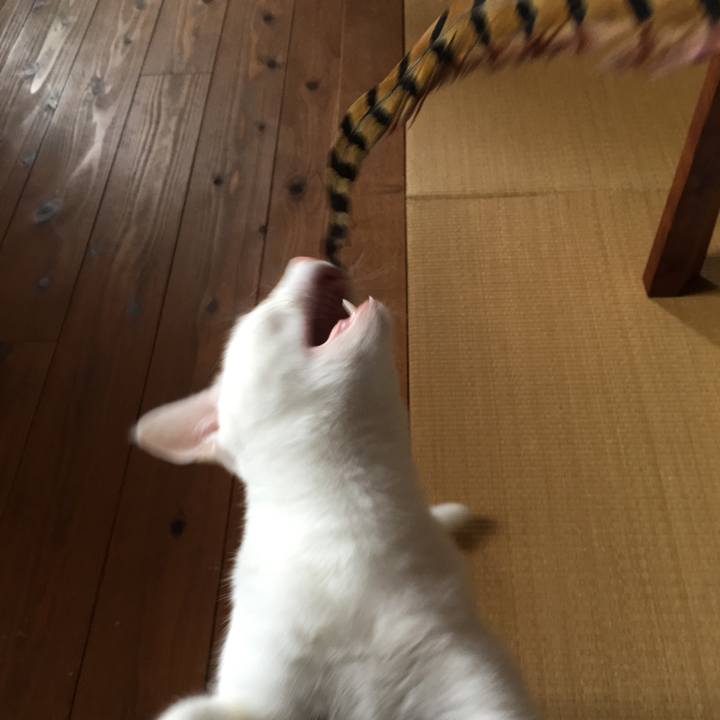 5e71c4fa 49b0 4357 b510 b93cde6488ab 1508133250970