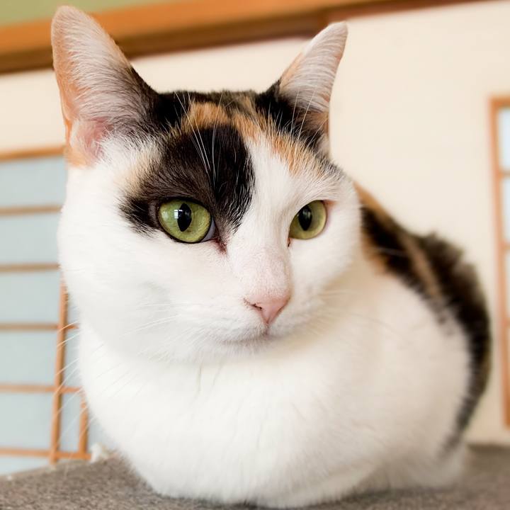 5e7a6686 f306 4785 ab57 517f6c8e9b03 1587429001382