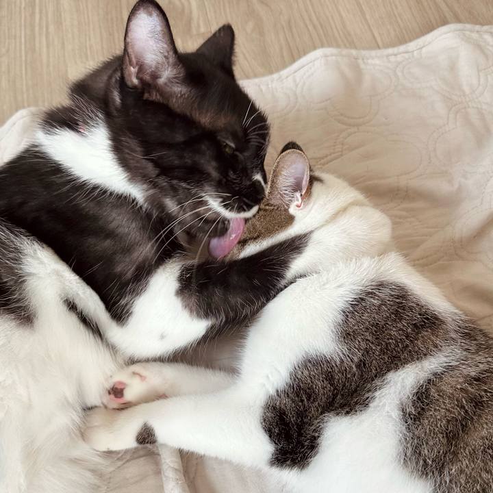 5e89299d f54c 4002 b65d eca53d22a9e2 1757898192120