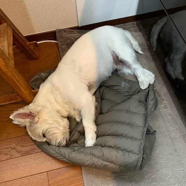 5e90fdee ca77 4ea1 a2ee 0a3862a9736a 1606010499598