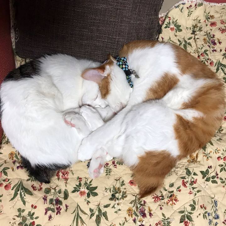 5e9611bd 12e6 43f2 a4b3 6bfe737f8d96 1525598859004