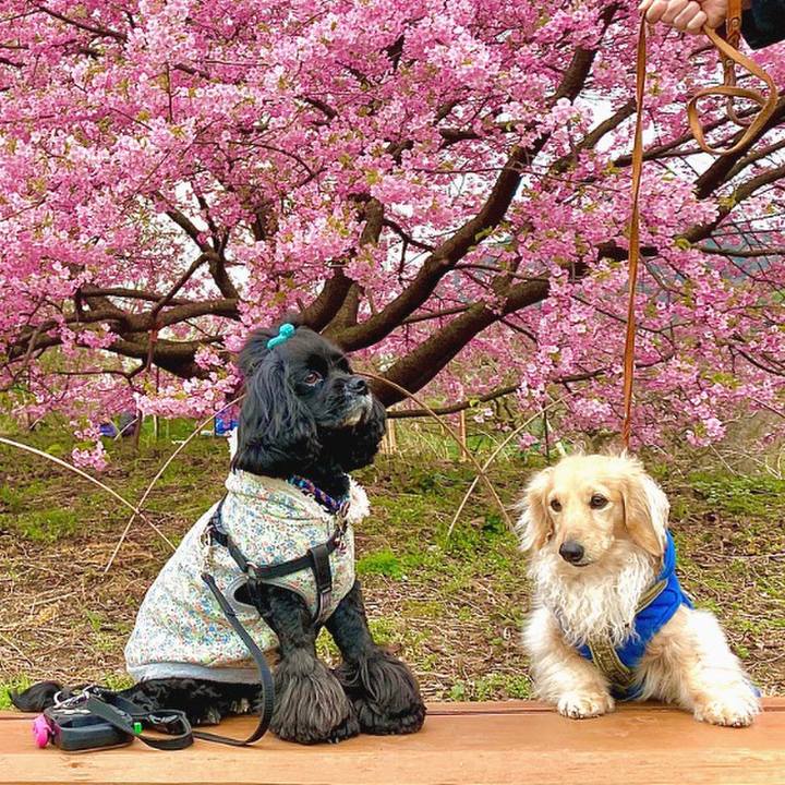 5e981994 6cef 463d 9627 1250c8b4339e 1582726062548