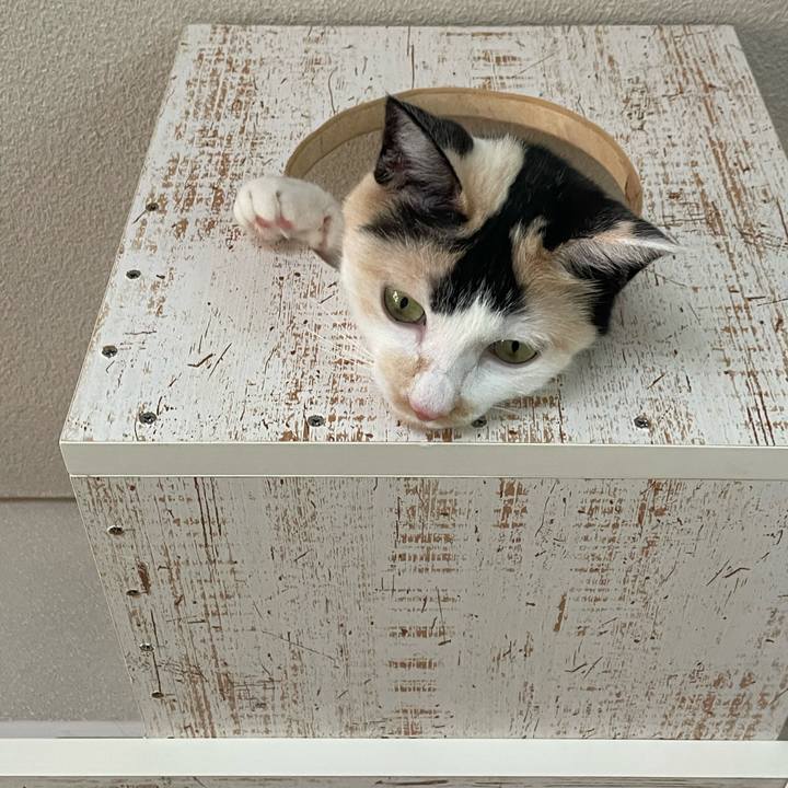 5e98c6b4 2a1c 4335 8682 fc55233bc534 1751247873537