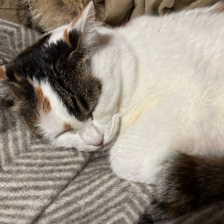 5e9910f7 cf15 416d 8bfa f428e044dd55 1773056242249