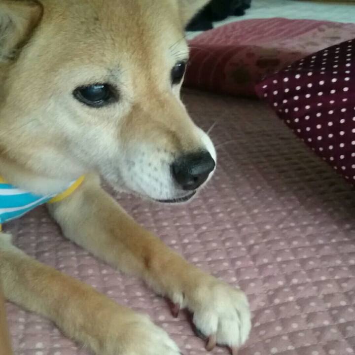 5e9ac267 1897 4b4b aafe 7f86fcfa1f2c 1528807033902