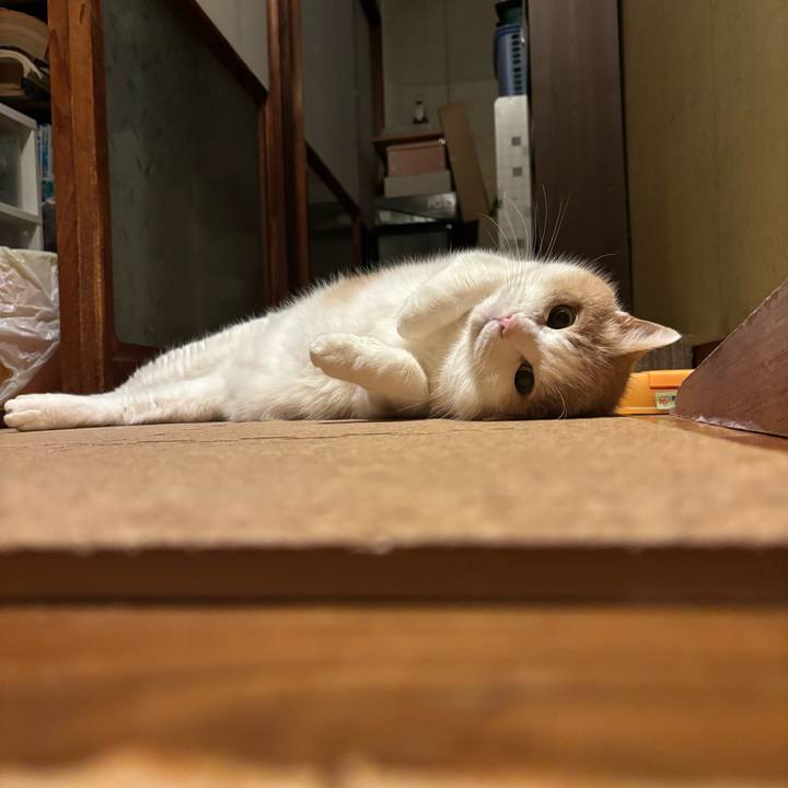 5e9bda68 2aad 4288 a928 2eca40ccdfd5 1763395786771