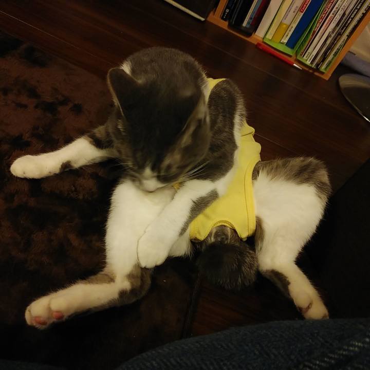 5e9be61b 1a31 487e b6c6 5de160b4657c 1585149661418