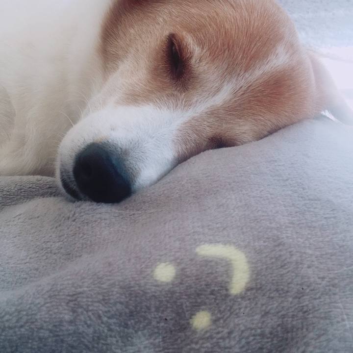 5e9d6cab 3423 438d a88c 9c57e9cde818 1541079229570