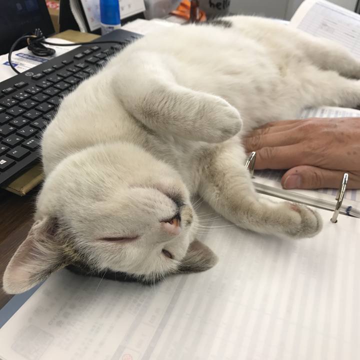 5e9d8e80 7aef 4ed5 863f 510fdecb1562 1553492513858