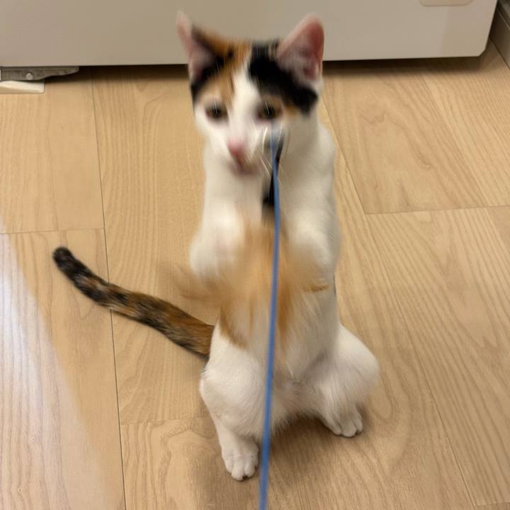 5ea4de9e 4d59 4f3c 97e3 b9dfe28f296c 1762655454195