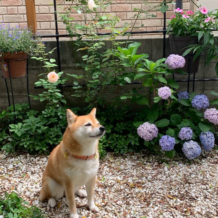 5ea5c3f1 0837 40e4 911f 45e4cce7d3bd 1561961802614