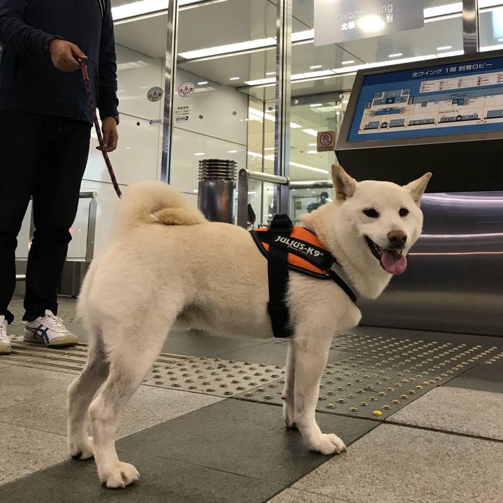 5ea8b4ab 64f6 4dc7 8360 85dc3587998e 1541321243018