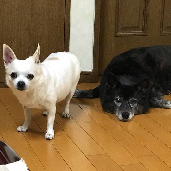 5eac9f95 2c1d 47d0 9865 25dca1cb7ed5 1541155483861