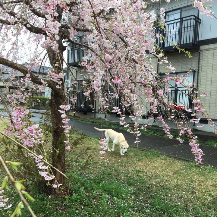 5eaecf19 104d 4d90 9a6b b83e94470804 1523772894474