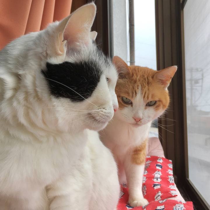 5eaecfa4 fdbd 48a3 9cbe 00b0423f29fd 1588754087148