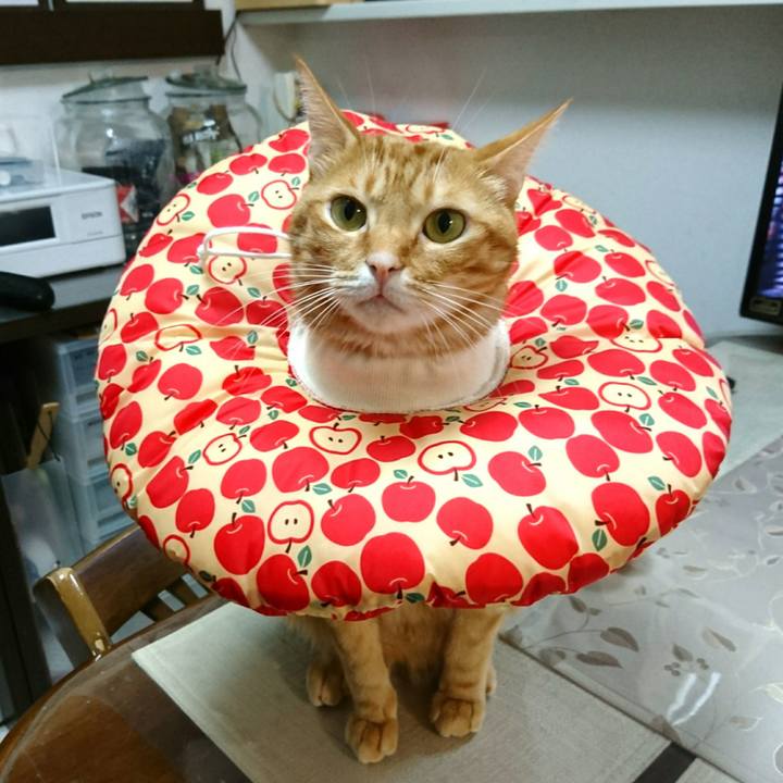 5eaf74e8 6456 4dba a14b 9c9061234e13 1541162774847