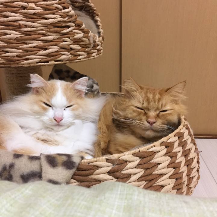 5eb1342c 0969 4939 a59d 9a20a46a4e35 1517434998912