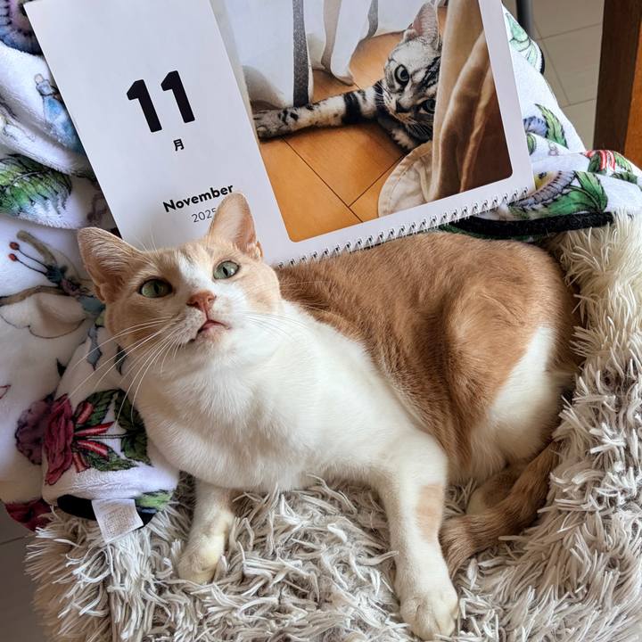 5eb6ec52 2012 443d a3b8 66c003099f10 1762043247989