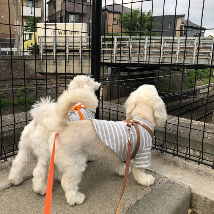 5eb70e9e 2fe6 4233 92ac 63ea2ba46065 1527895996270