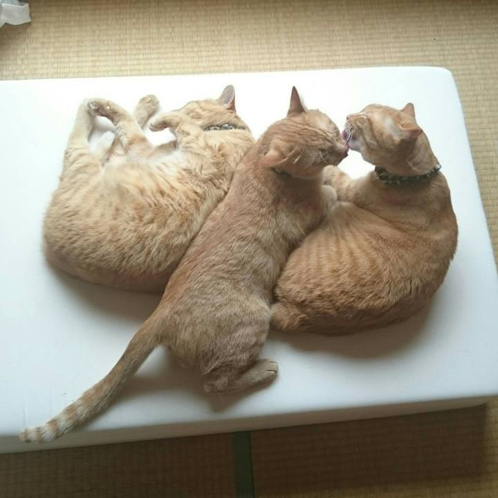 5ebb88d4 5d08 4dfc a65c fcfcf5e76839 1555670931206