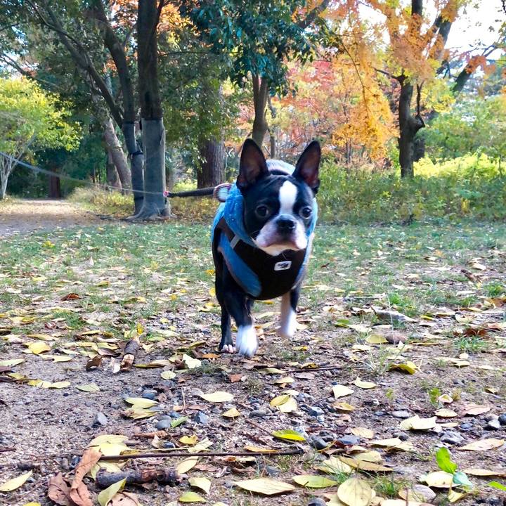 5ebddee4 bacf 453b 9b40 5e7662b19728 1512114559236