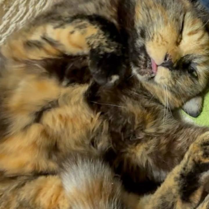 5ec06034 112c 4433 ba97 28b86bae2610 1772311307591