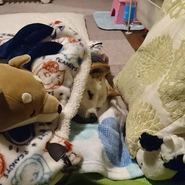 5ec4d4f6 fb87 496f b79d d8a13ea72302 1512519073416