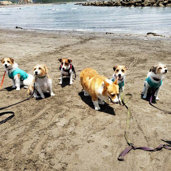 5ec520cb da5d 4691 ba04 e17889a3a1d1 1592749194619