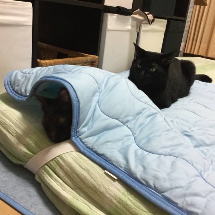 5ec5d2ed 9bad 409e 9e4d 085e3379f45c 1509367455336