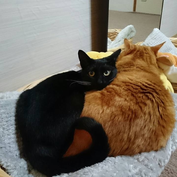 5ed126af 75e0 40e9 ac27 ae974e8d8d76 1515596443432