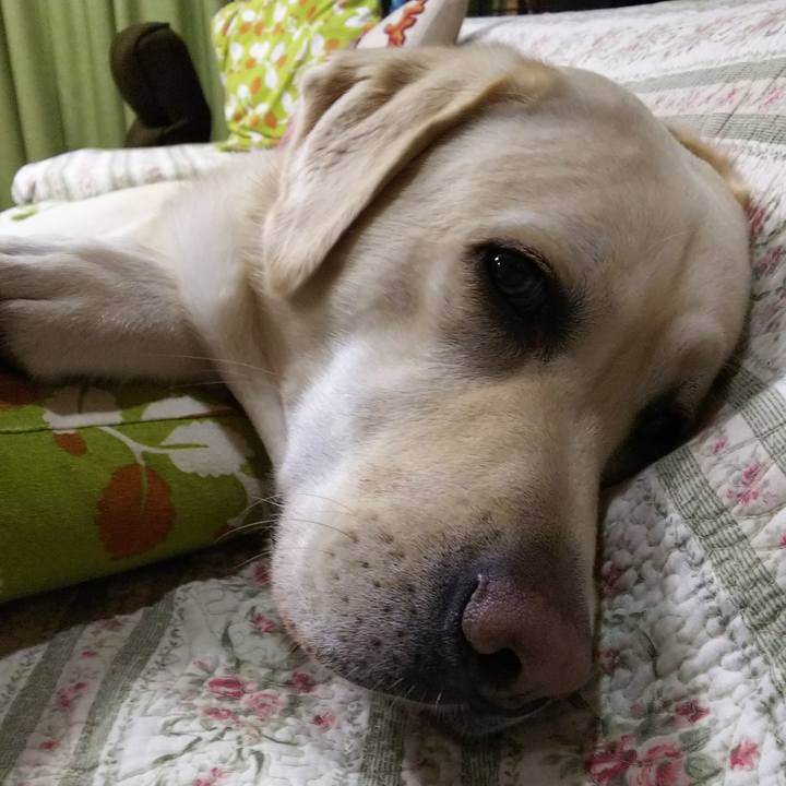 5ed23eba d74e 4071 9c7d d2d88f4a090c 1529320409383