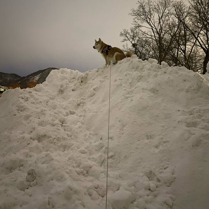 5ed25aea 53c2 49ab 9ca0 0fab060f56b2 1610959640783