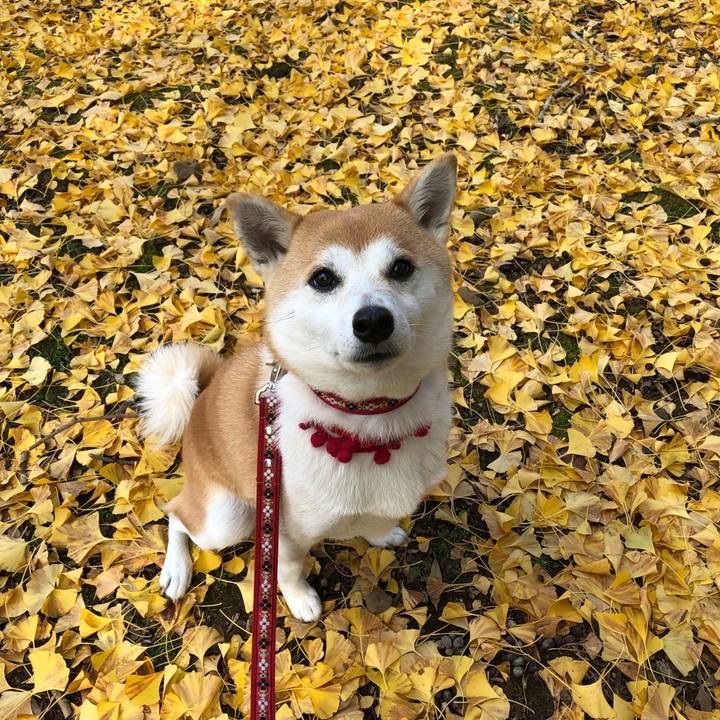 5ed38346 94f1 42ee 81d0 a8dc9c66193d 1543550607223